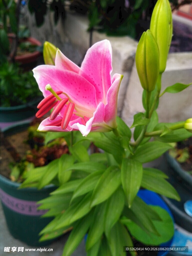绽放的粉色百合花