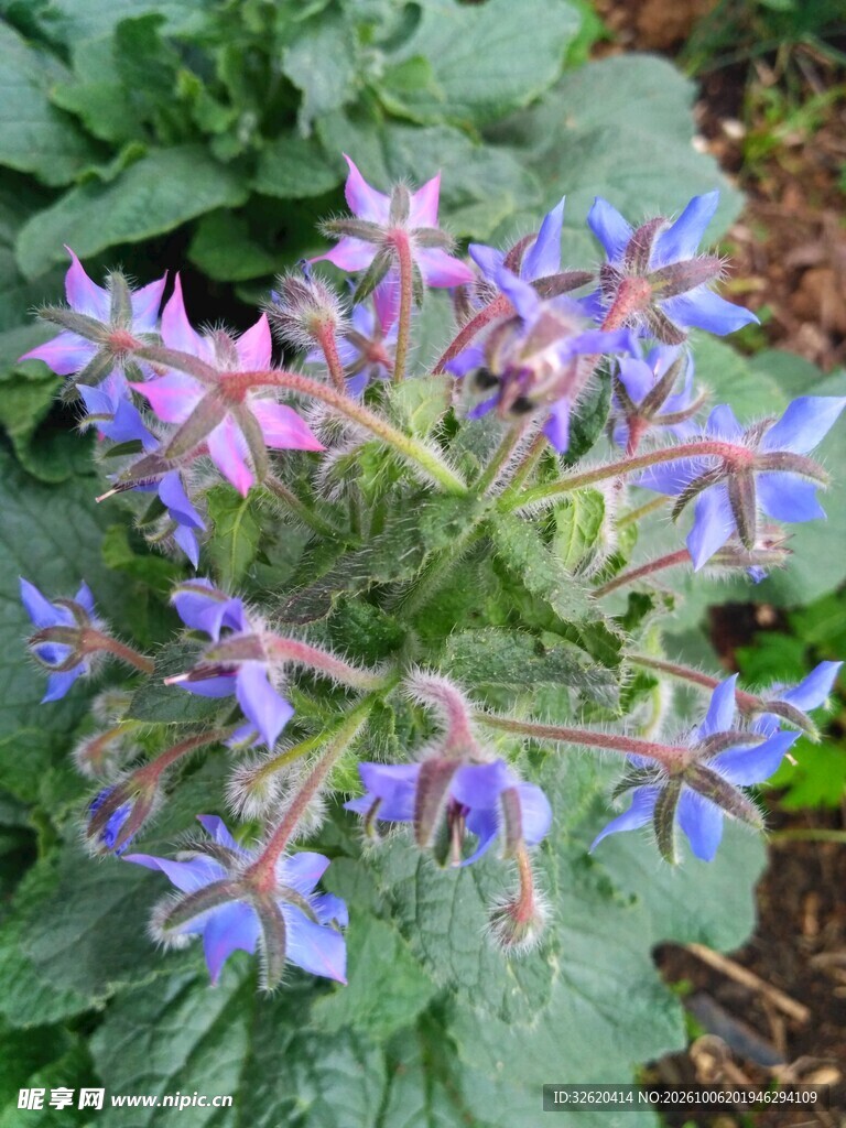 蓝紫色琉璃苣花簇
