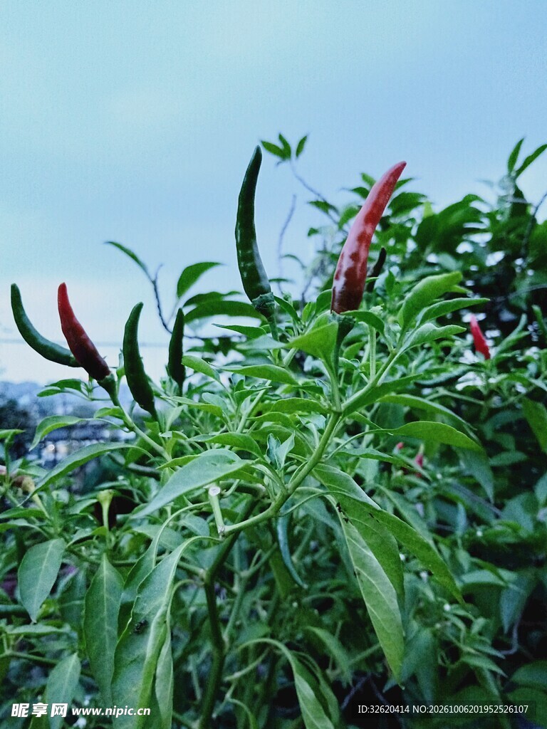 辣椒植株