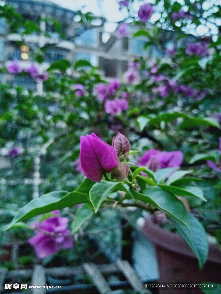 阳台盛放的紫色花卉