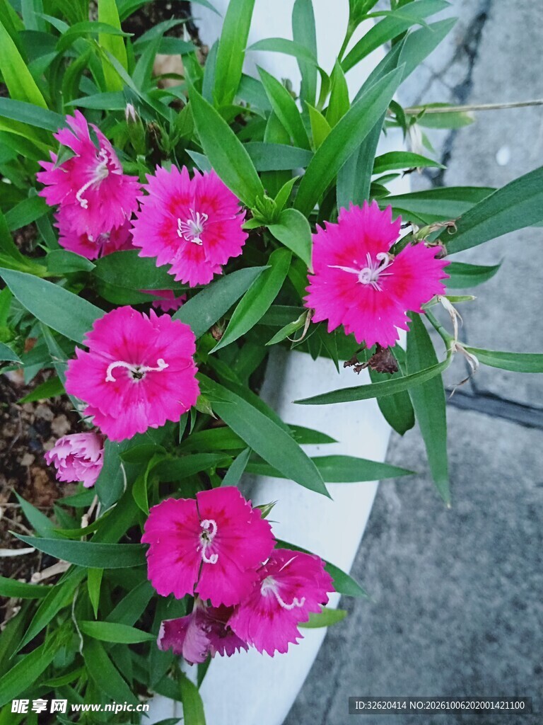 艳丽石竹花绽放