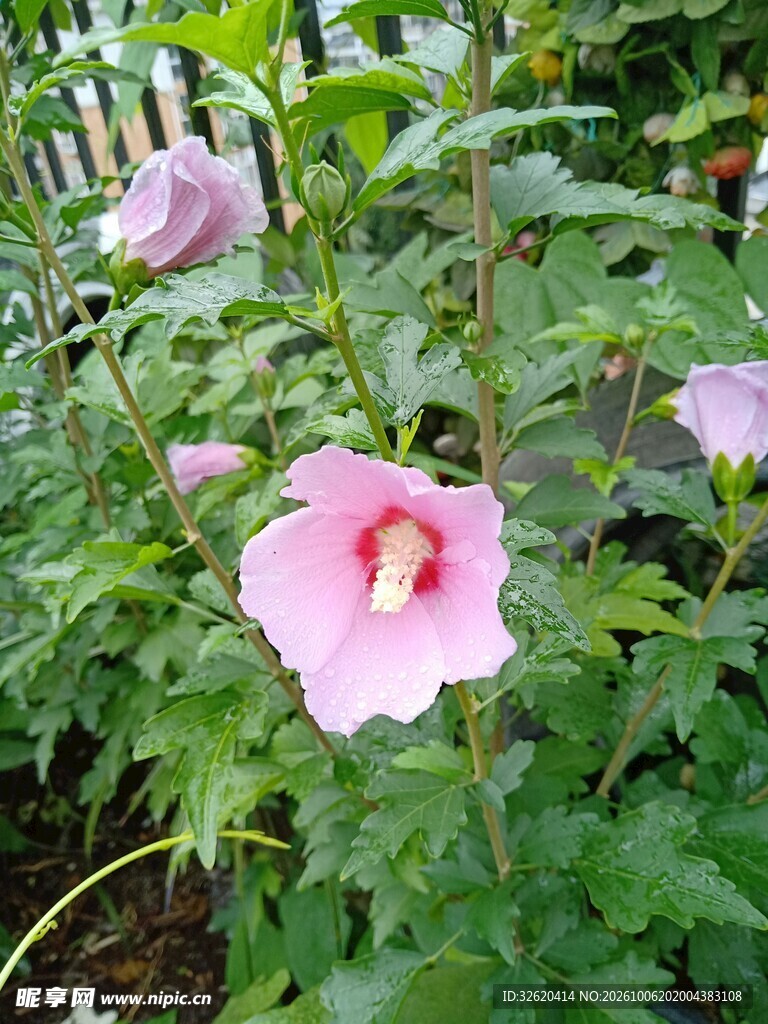 盛开的粉色木槿花