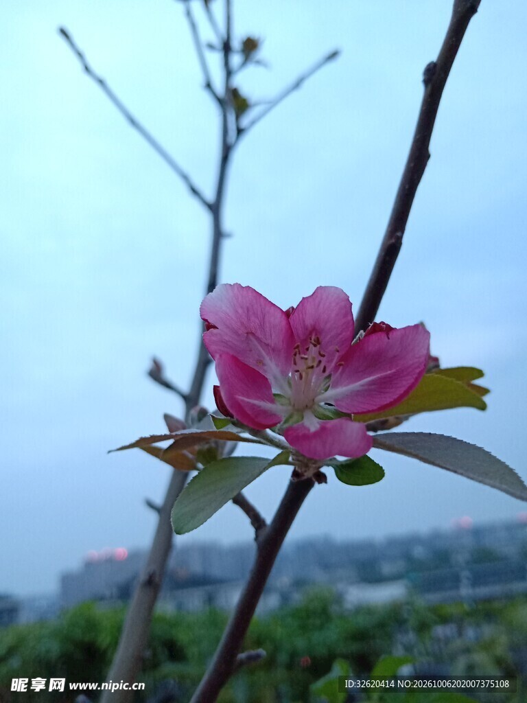 春日枝头粉红花