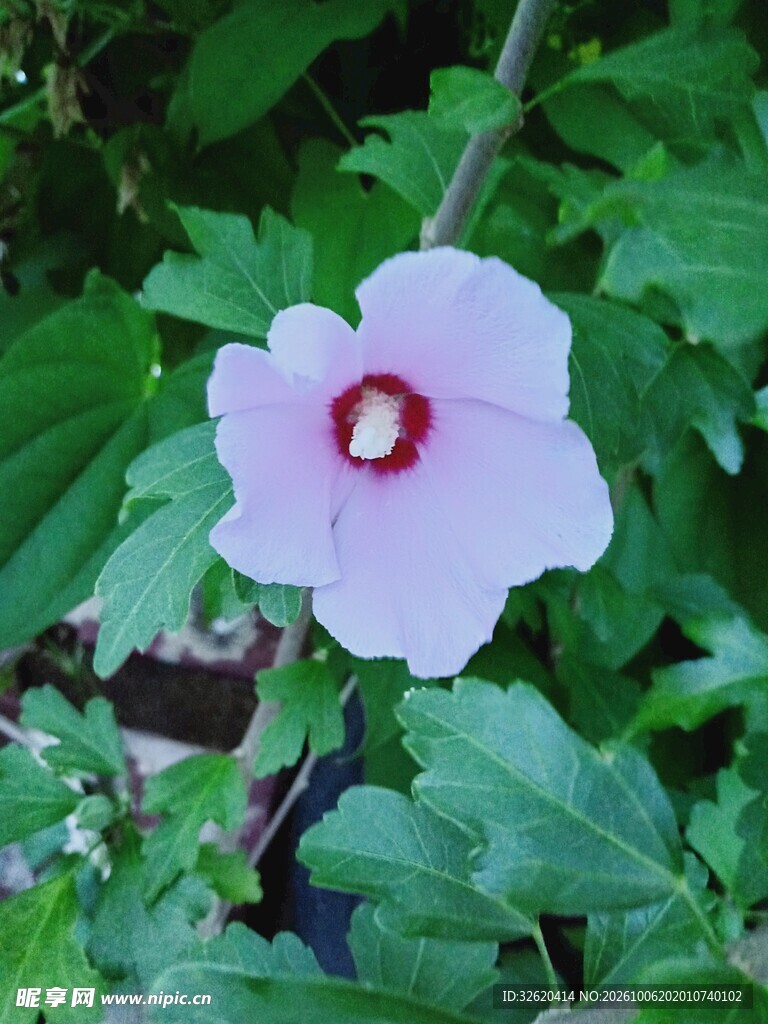 淡粉木槿花