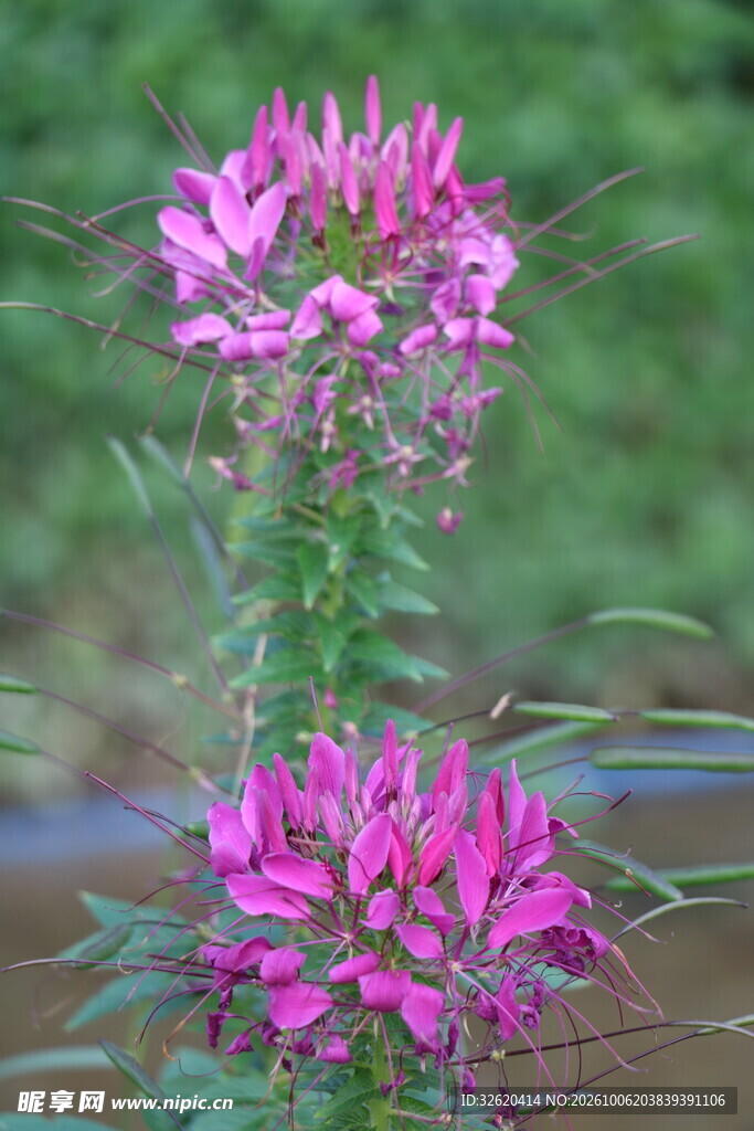粉紫醉蝶花户外特写