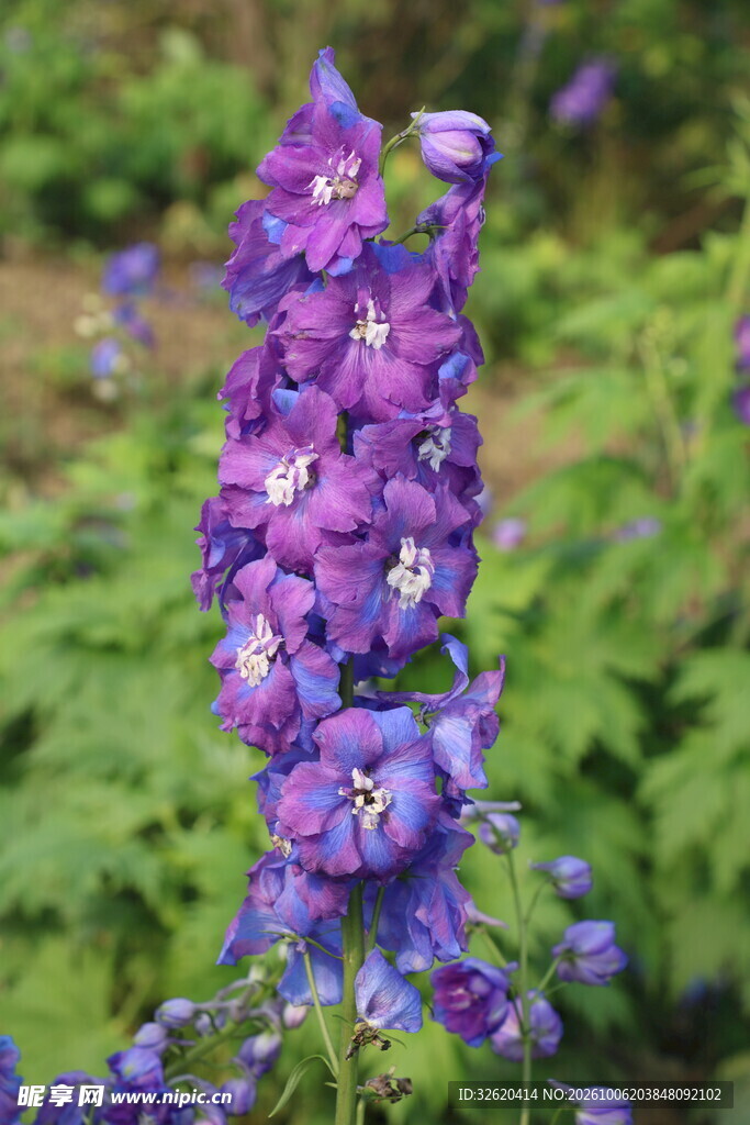 紫色飞燕草花穗