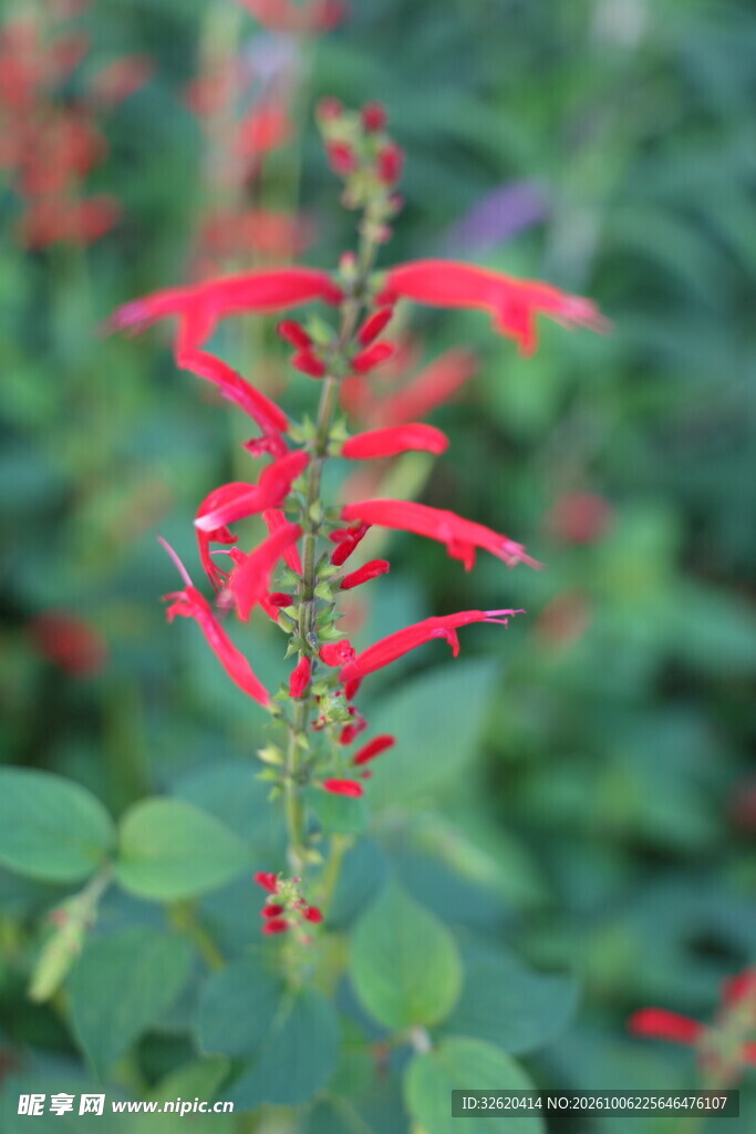 红色穗状花卉