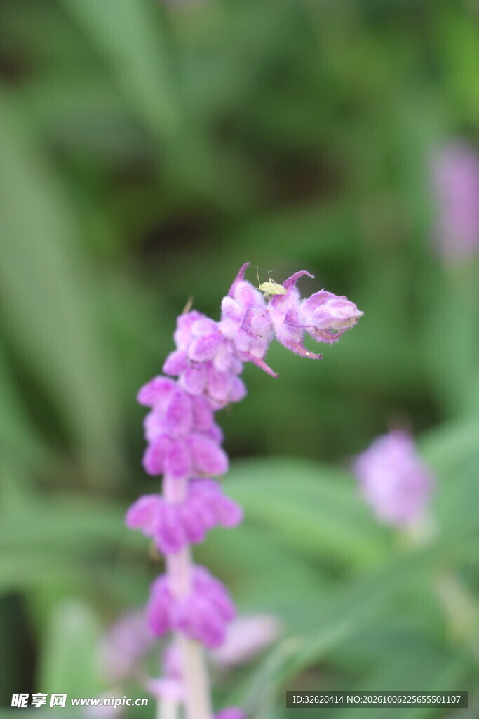 柔焦紫花穗