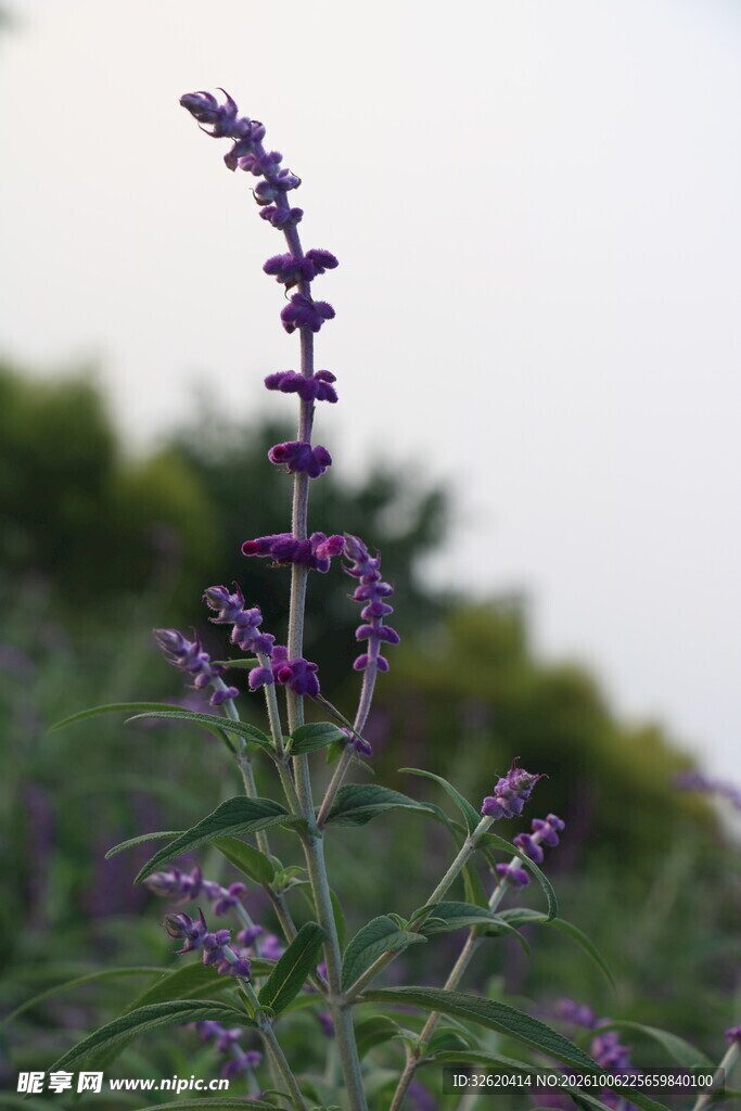 薰衣草植株