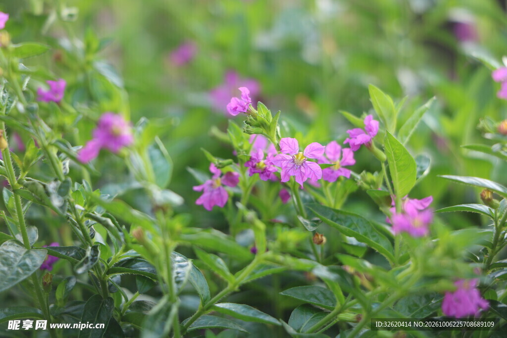 朦胧紫花绿植
