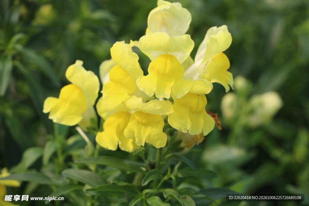 盛开的黄色菊花