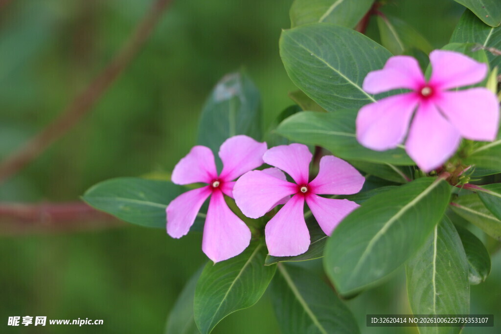 清新粉色长春花