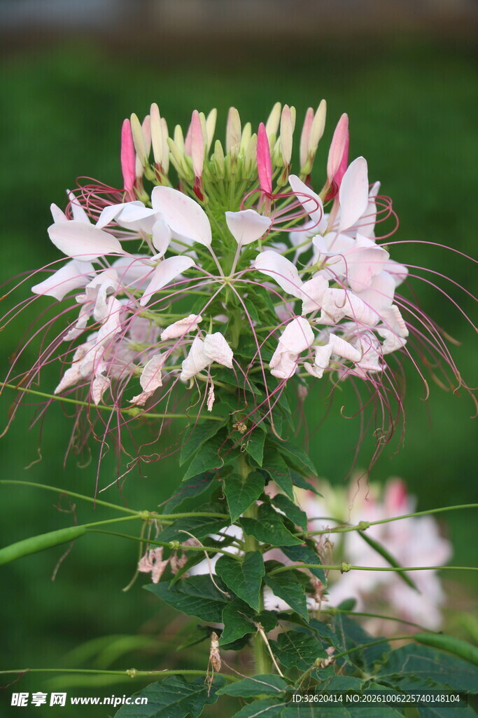 醉蝶花特写