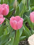 粉色郁金香花丛