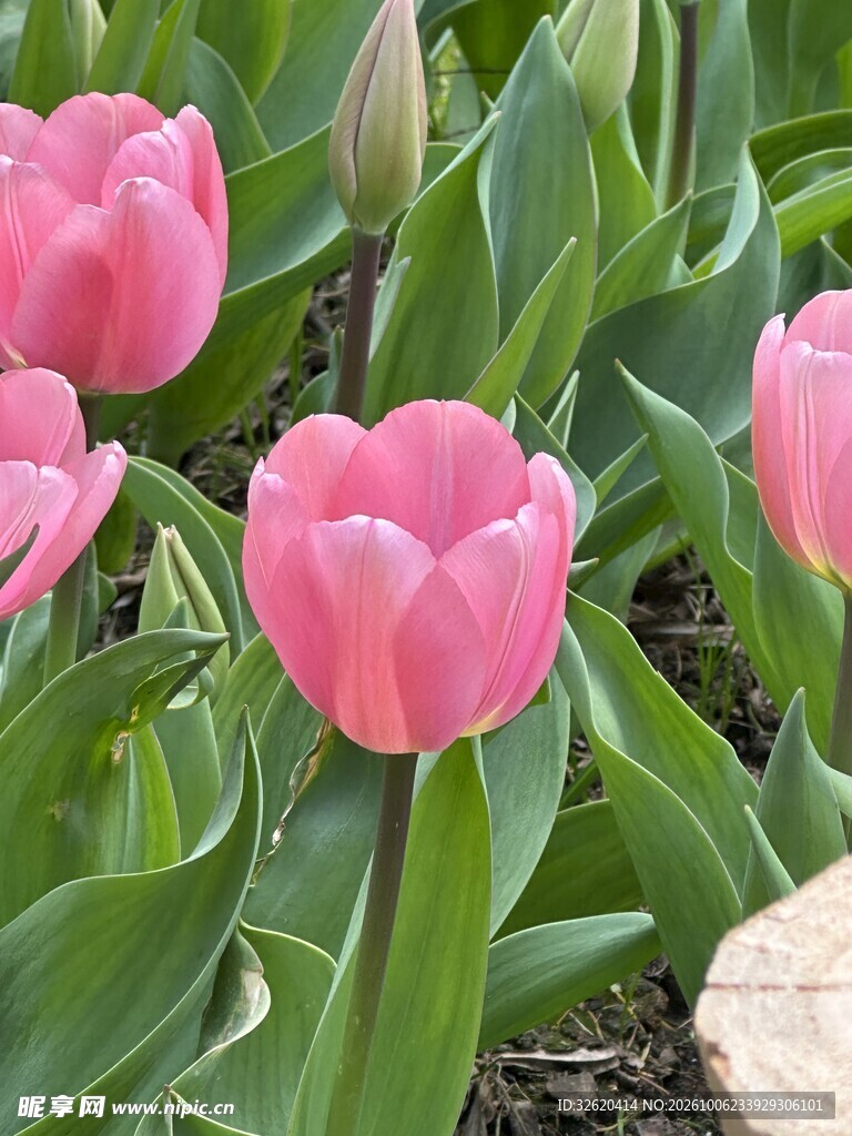粉色郁金香花丛