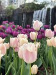 春日郁金香花海