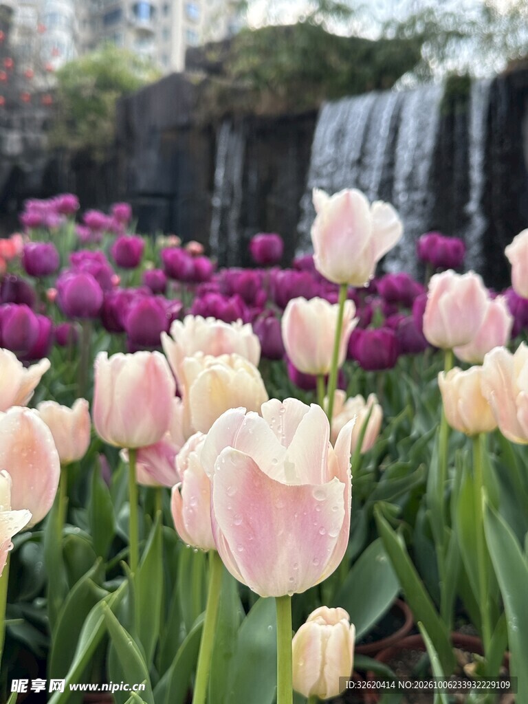 春日郁金香花海