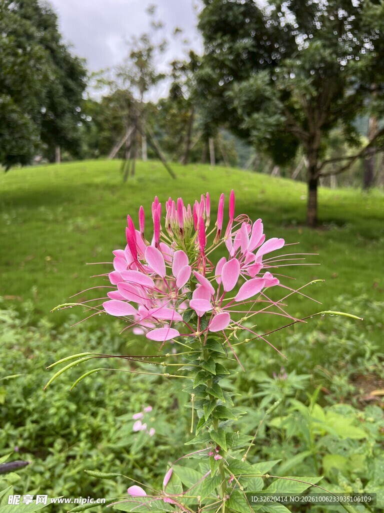 草地上的粉色花簇