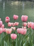 水边粉色郁金香花丛