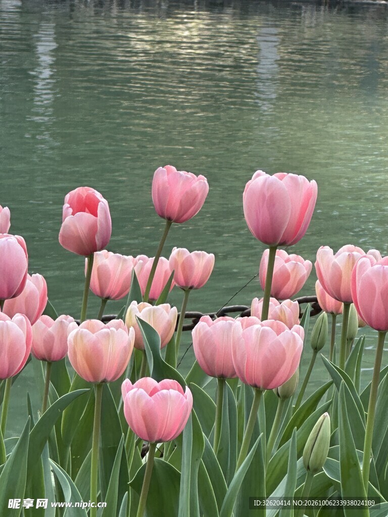 水边粉色郁金香花丛