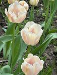浅粉郁金香花丛
