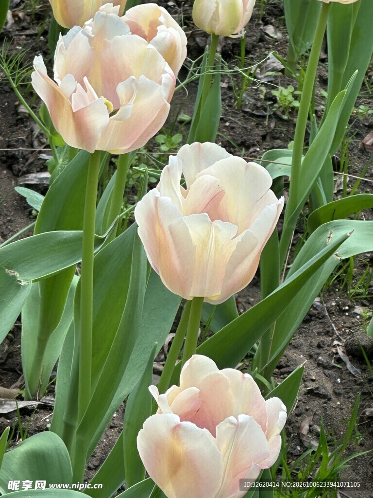 浅粉郁金香花丛