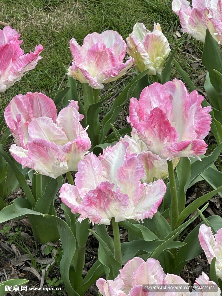 粉白郁金香花丛