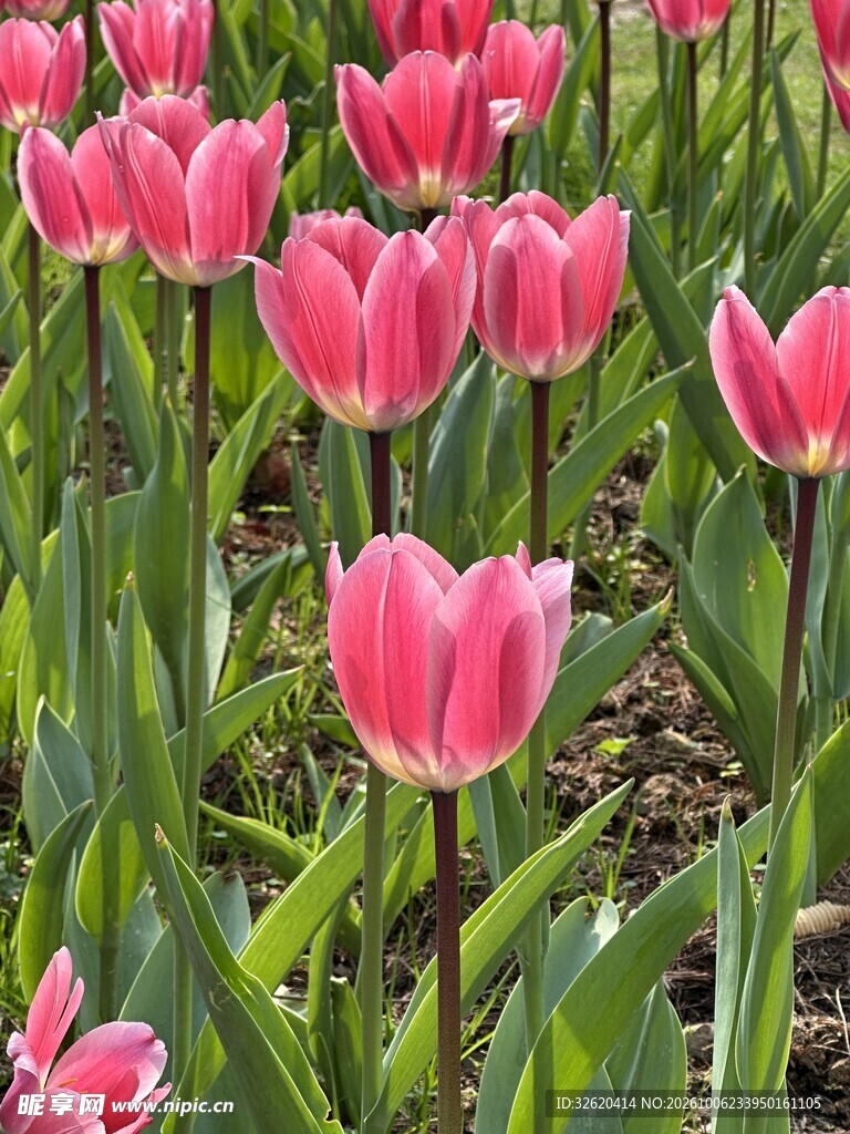 粉色郁金香花丛