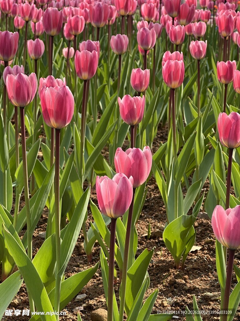 粉色郁金香花田