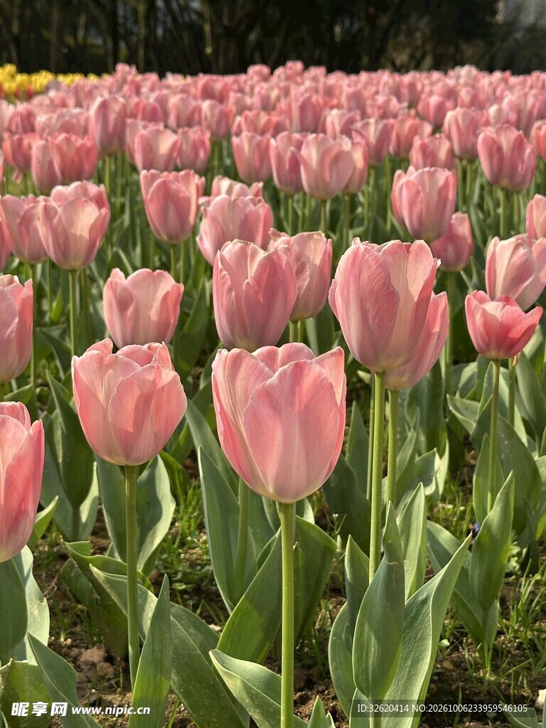 粉色郁金香花海