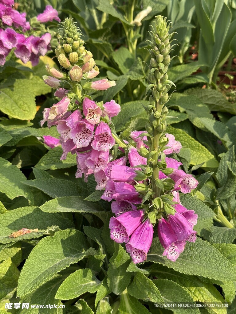 毛地黄紫色花穗特写