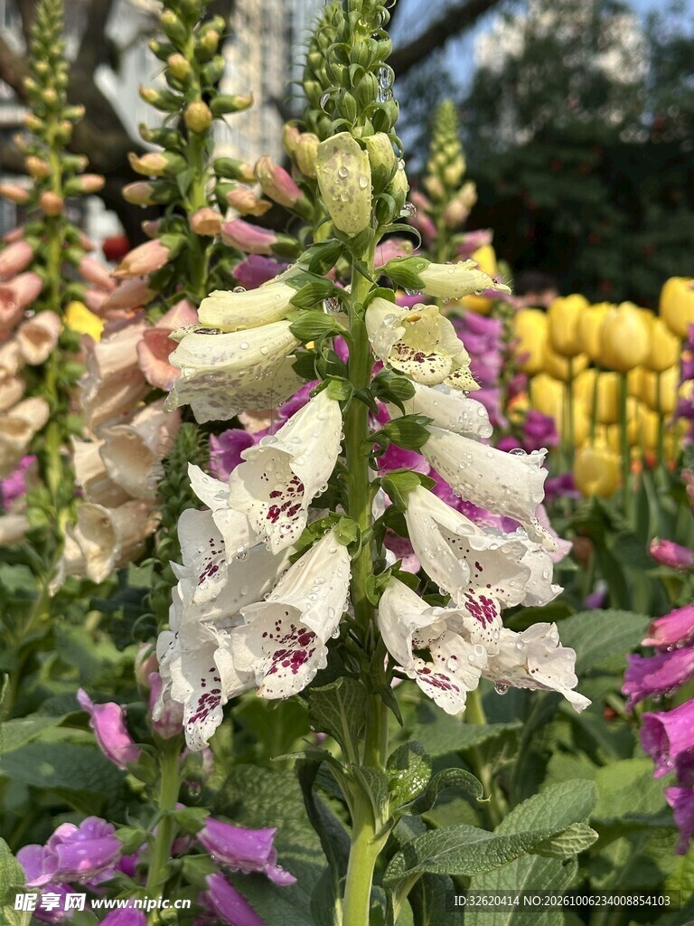 盛开的毛地黄花丛