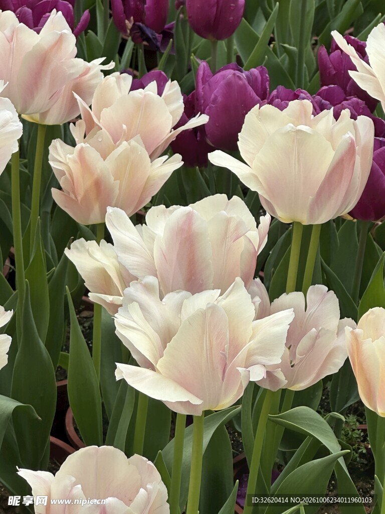 柔美郁金香花丛