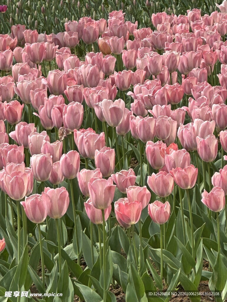 粉色郁金香花海