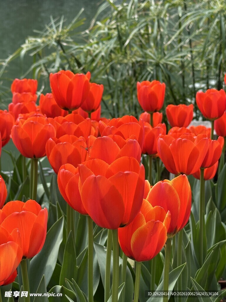 红色郁金香花丛