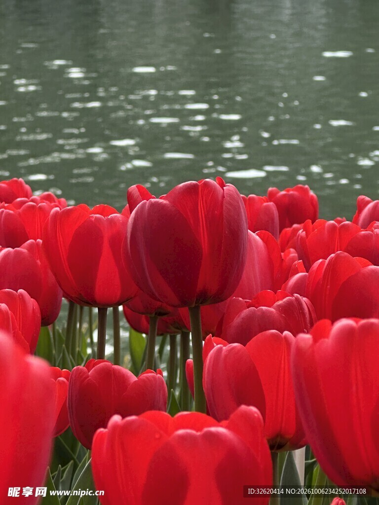 红色郁金香花海