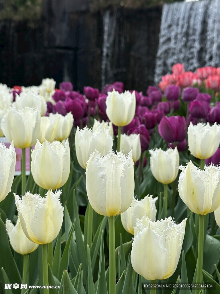春日郁金香花海