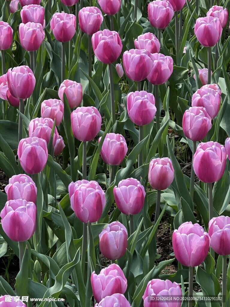 粉色郁金香花田