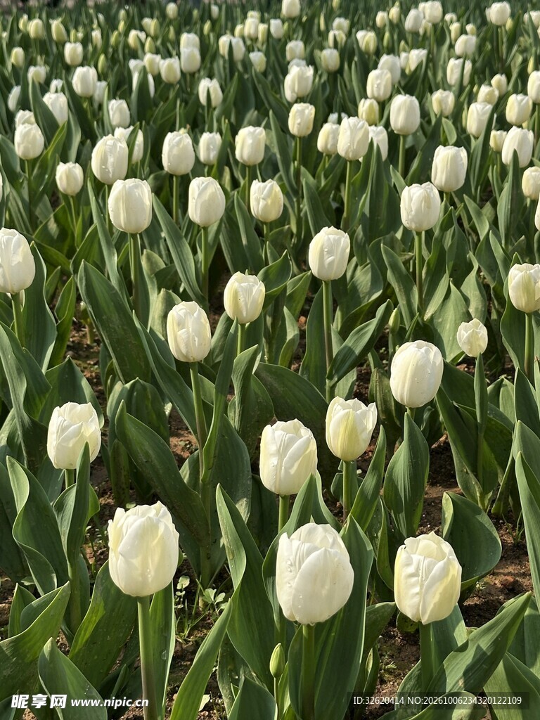 白色郁金香花田