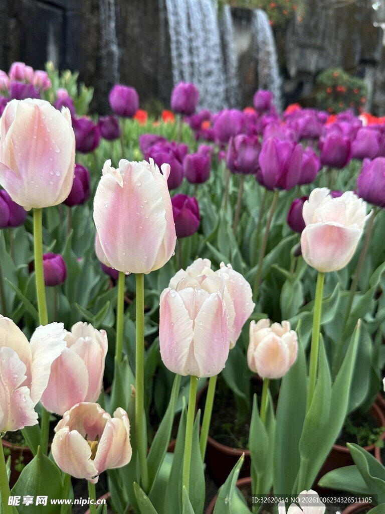 春日郁金香花丛