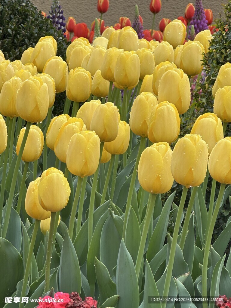 黄色郁金香花海