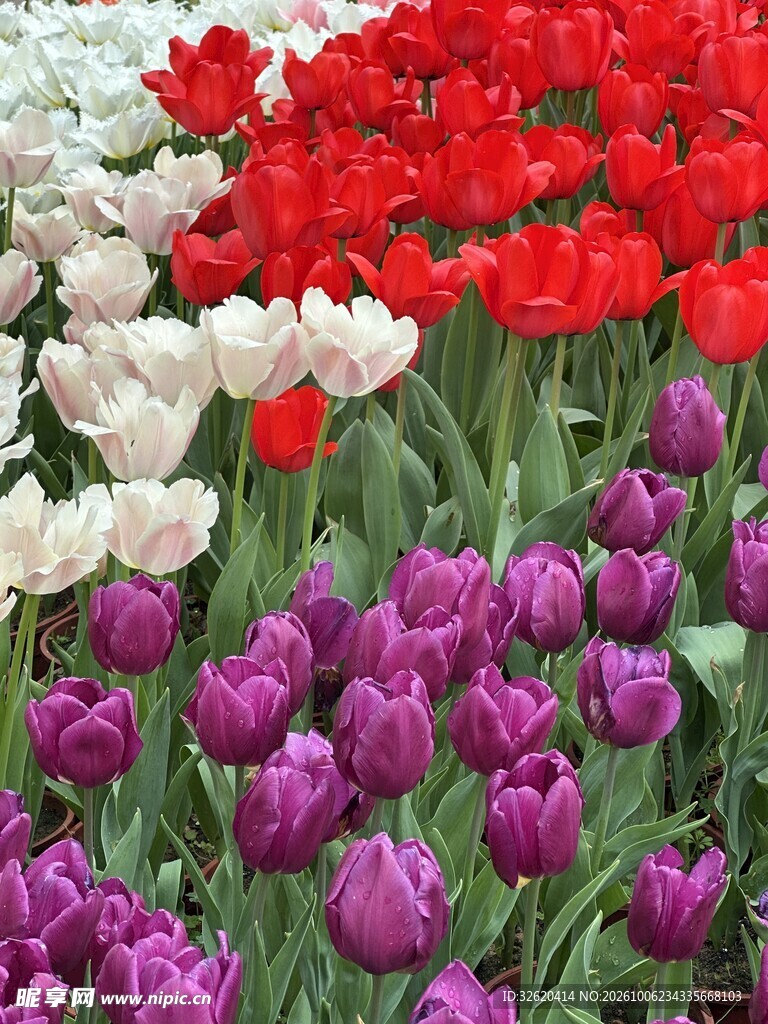 多彩郁金香花海