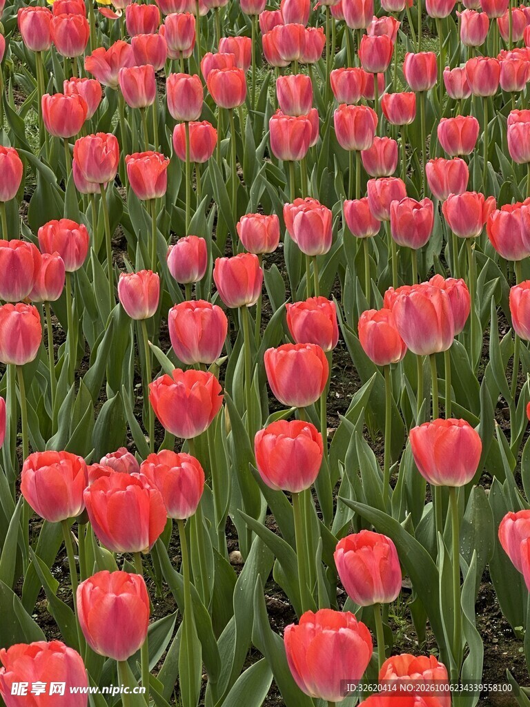 红色郁金香花海