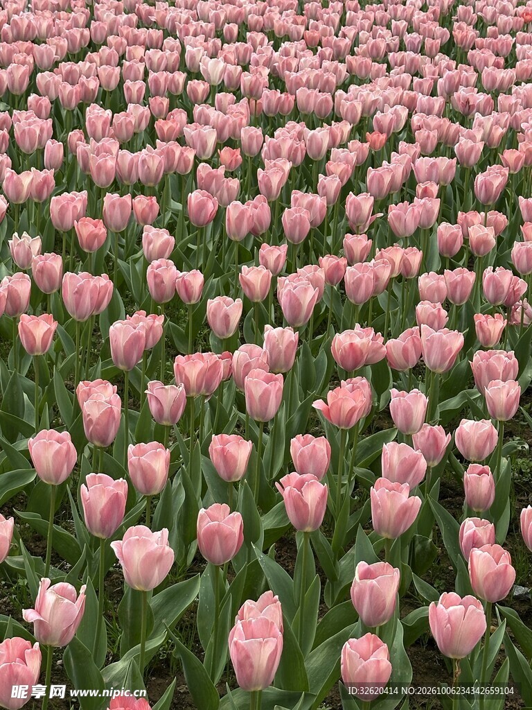 粉色郁金香花田盛景