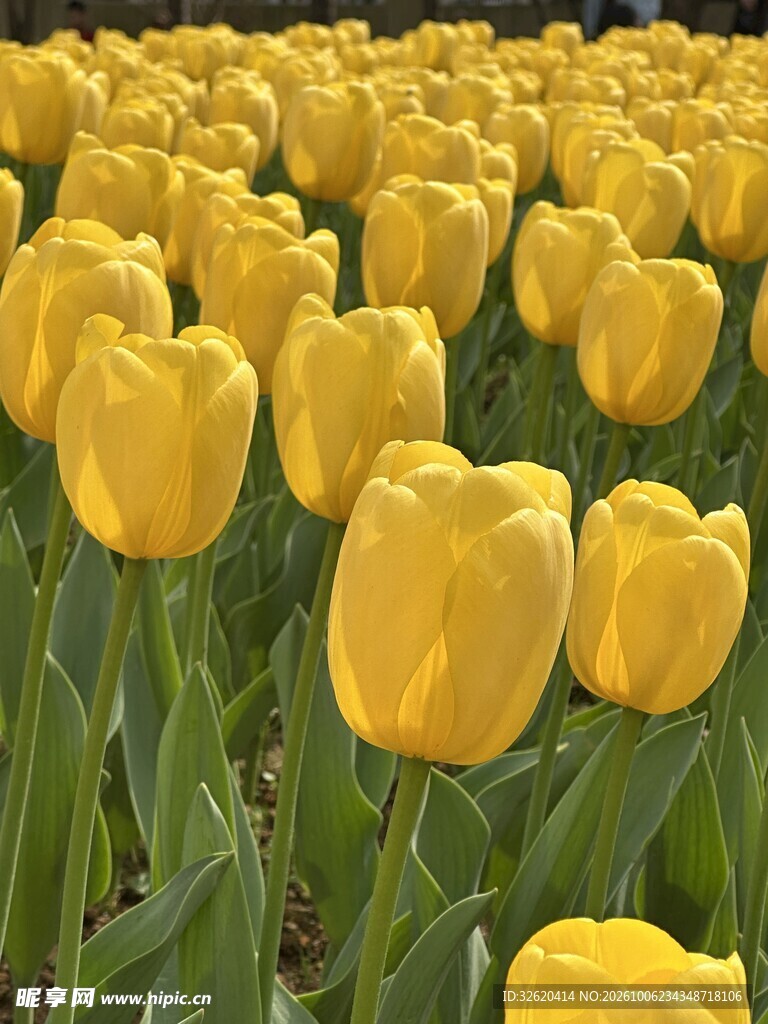 郁金香花田