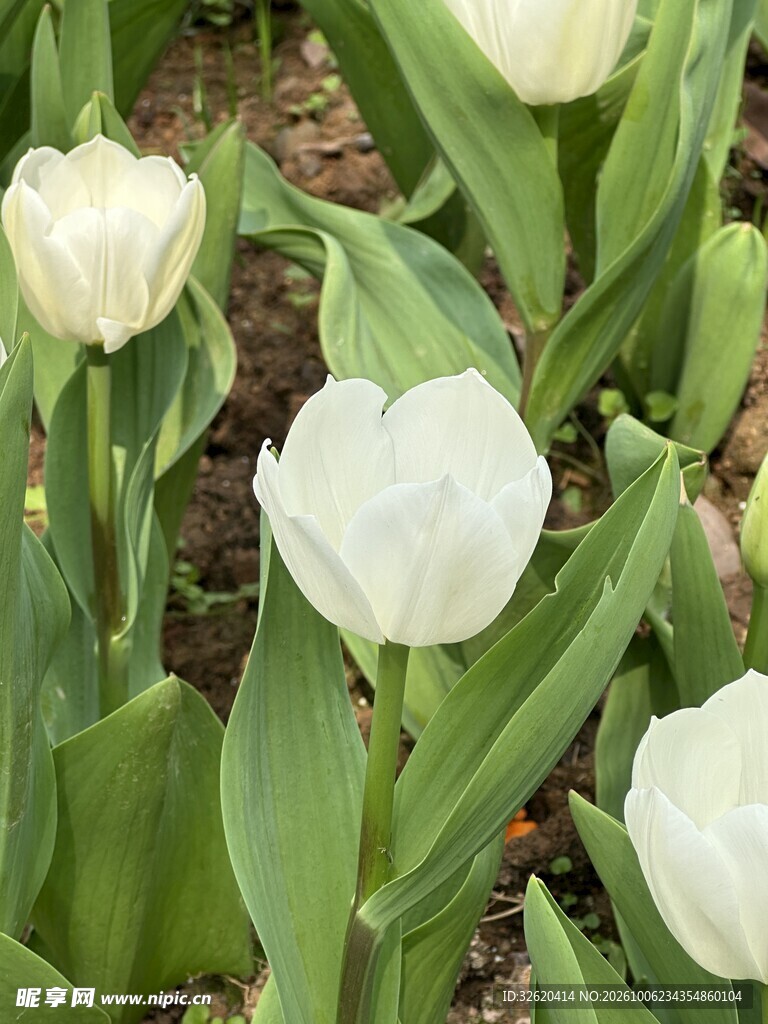白色郁金香花丛