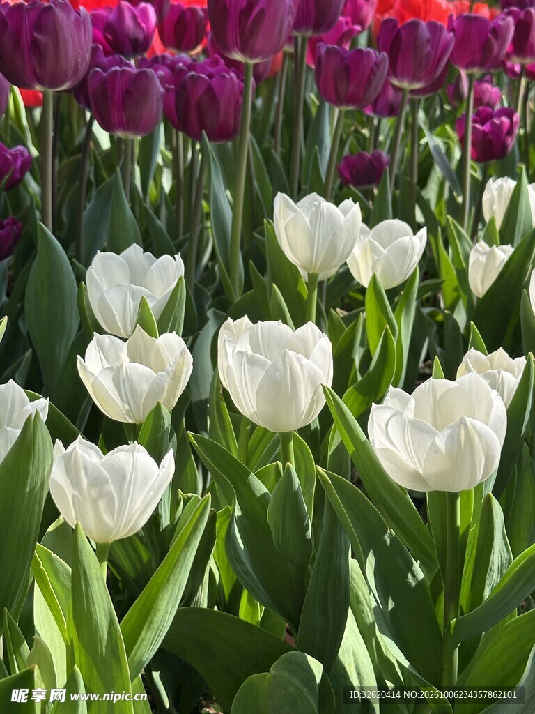盛开的郁金香花丛