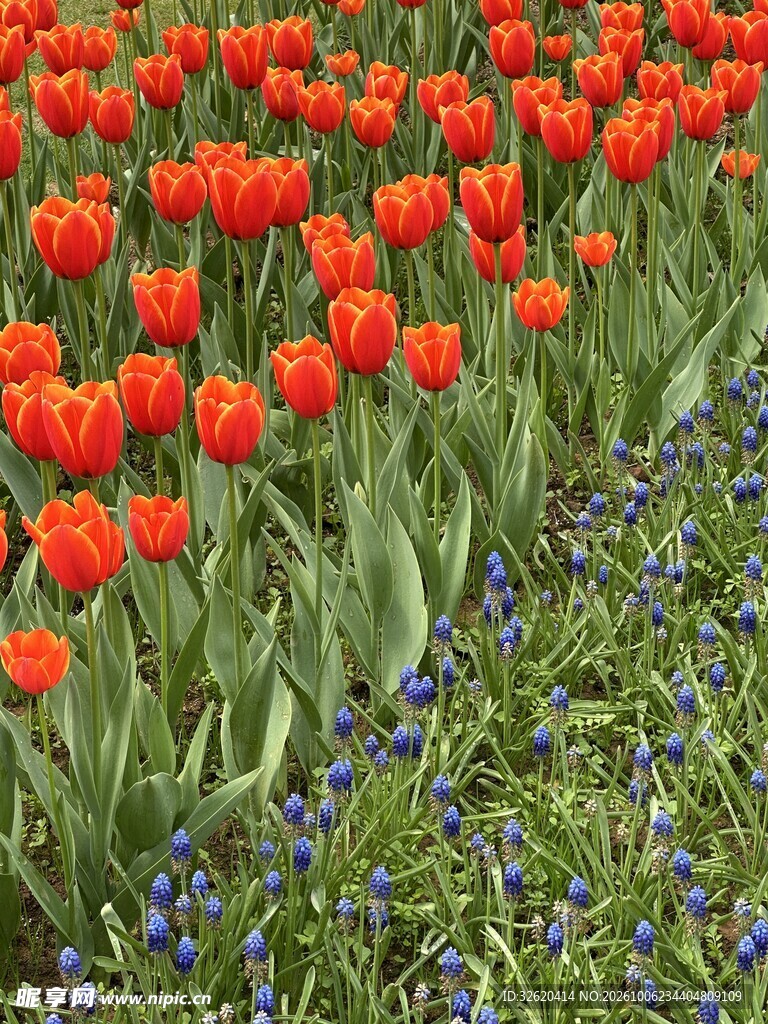 春日郁金香花田风光