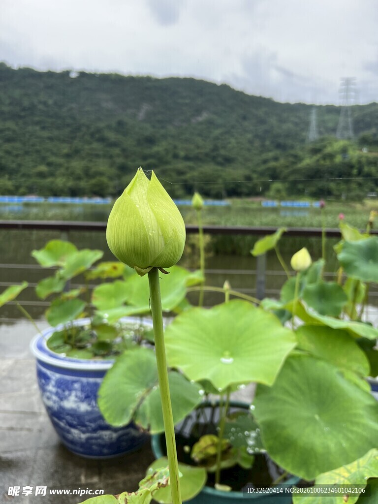 待放青嫩荷花苞