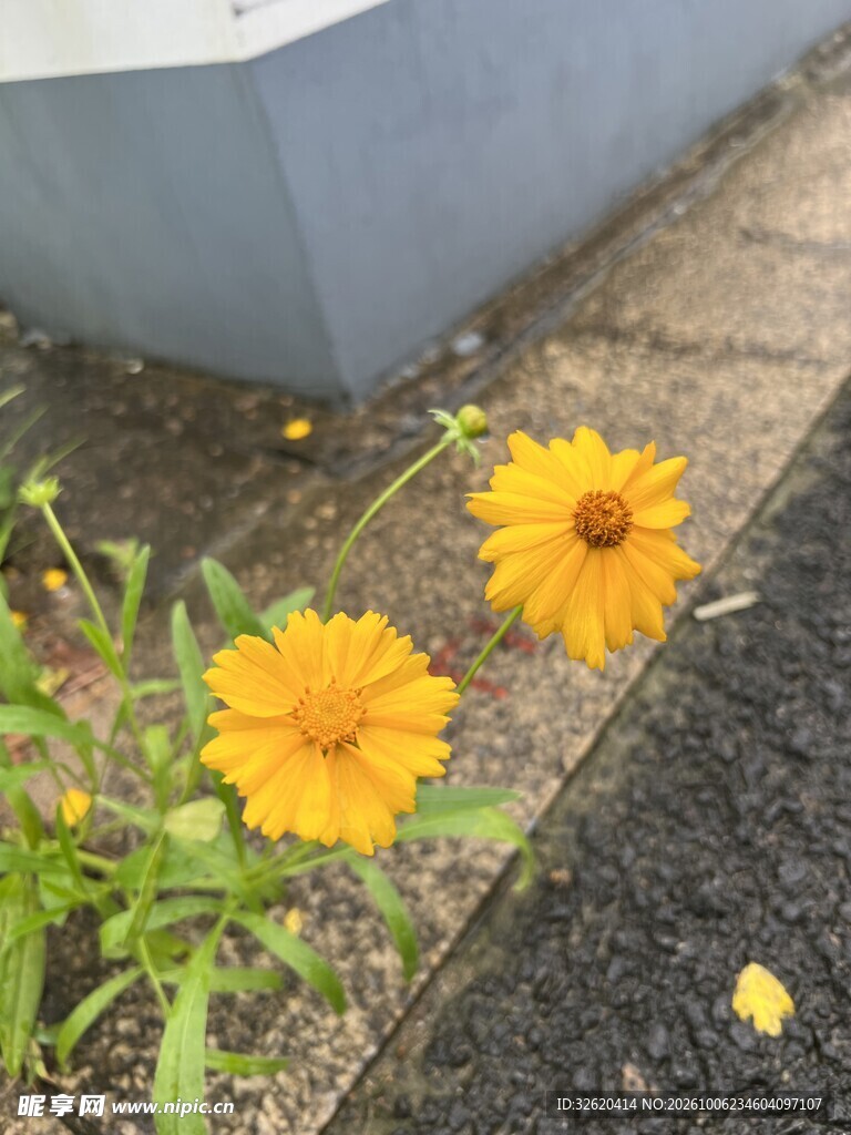 路边两朵黄色小花